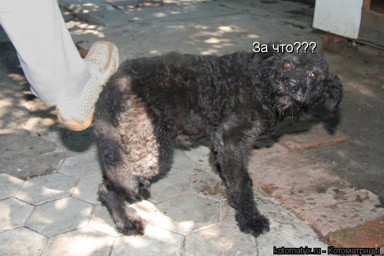 За что???... Котоматрица: За что???