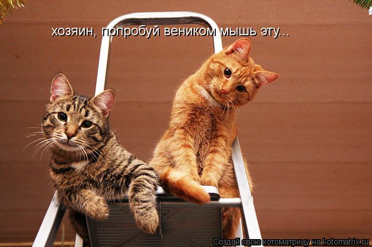 хозяин, попробуй веником мышь эту...... Котоматрица: хозяин, попробуй веником мышь эту...