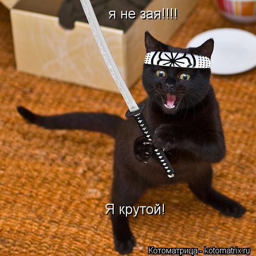 я не зая!!!! Я крутой!... Котоматрица: я не зая!!!! Я крутой!
