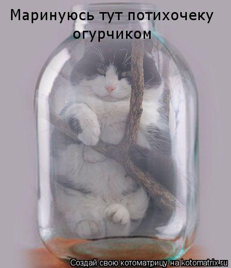 Маринуюсь тут потихочеку огурчиком... Котоматрица: Маринуюсь тут потихочеку огурчиком