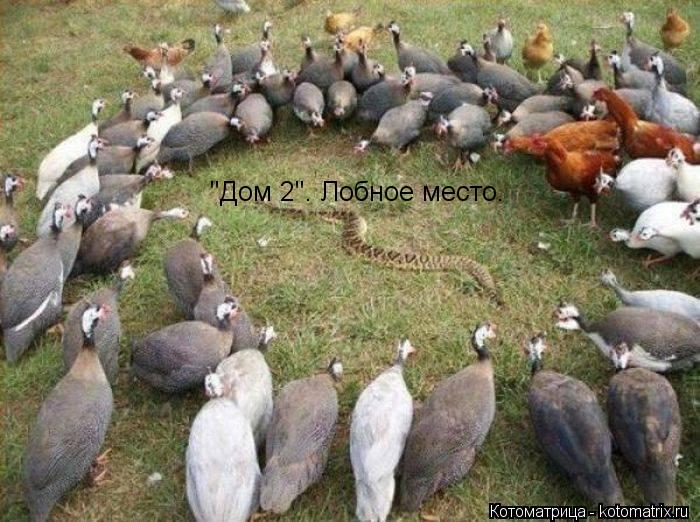 "Дом 2". Лобное место.... Котоматрица: "Дом 2". Лобное место.