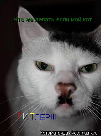 Что же делать если мой кот ... Г И Т ЛЕР!!!... Котоматрица: Что же делать если мой кот ... Г И Т ЛЕР!!!