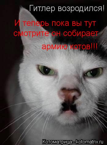 Гитлер возродился! И теперь пока вы тут смотрите он собирает армию котов!!!... Котоматрица: Гитлер возродился! И теперь пока вы тут смотрите он собирает армию котов!!!