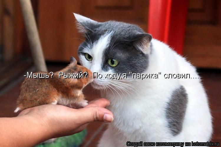 -Мышь? Рыжий? По ходу,я "парика" словил....... Котоматрица: -Мышь? Рыжий? По ходу,я "парика" словил....