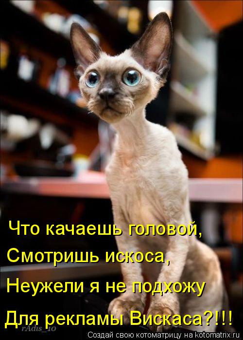 Что качаешь головой, Смотришь искоса, Неужели я не подхожу Для рекламы Вискаса?!!!... Котоматрица: Что качаешь головой, Смотришь искоса, Неужели я не подхожу Для рекламы Вискаса?!!!