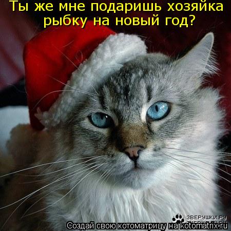Ты же мне подаришь хозяйка рыбку на новый год?... Котоматрица: Ты же мне подаришь хозяйка рыбку на новый год?