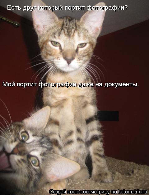 Есть друг который портит фотографии? Мой портит фотографии даже на документы.... Котоматрица: Есть друг который портит фотографии? Мой портит фотографии даже на документы.