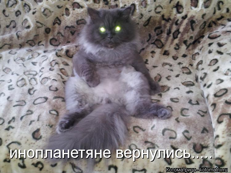 инопланетяне вернулись........ Котоматрица: инопланетяне вернулись.....