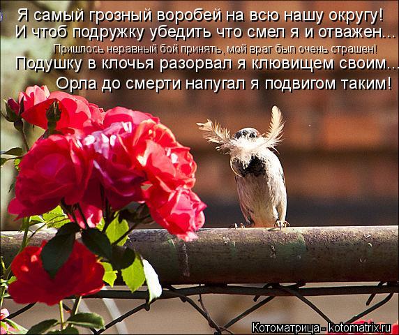 Я самый грозный воробей на всю нашу округу! И чтоб подружку убедить что смел я и отважен... Пришлось ... Котоматрица: Я самый грозный воробей на всю нашу округу! И чтоб подружку убедить что смел я и отважен... Пришлось неравный бой принять, мой враг был очень