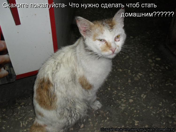Скажите пожалуйста- Что нужно сделать чтоб стать домашним?????? домашним??????... Котоматрица: Скажите пожалуйста- Что нужно сделать чтоб стать домашним?????? домашним??????