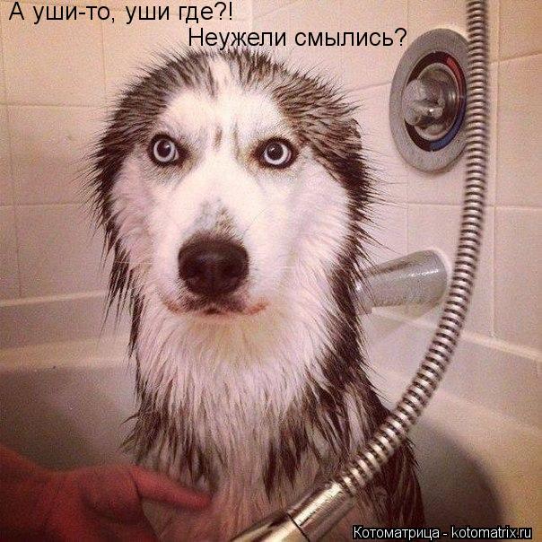 А уши-то, уши где?! Неужели смылись?... Котоматрица: А уши-то, уши где?! Неужели смылись?
