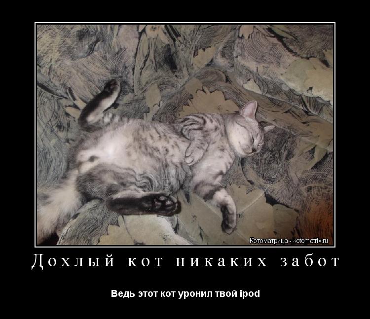 Дохлый кот никаких забот Ведь этот кот уронил твой ipod... Котоматрица: Дохлый кот никаких забот Ведь этот кот уронил твой ipod