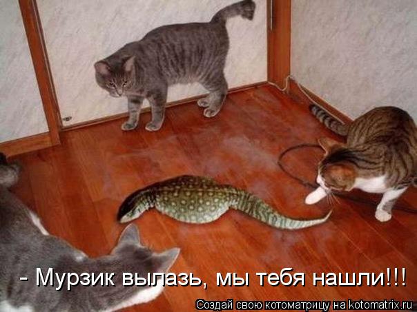 - Мурзик вылазь, мы тебя нашли!!!... Котоматрица: - Мурзик вылазь, мы тебя нашли!!!