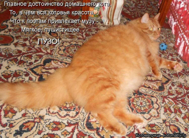 Главное достоинство домашнего кота, То, в чем вся котовья красота, Что к поэтам привлекает музу - Мяг... Котоматрица: Главное достоинство домашнего кота, То, в чем вся котовья красота, Что к поэтам привлекает музу - Мягкое, пушистищее ПУЗО!