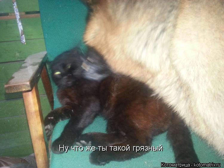 Ну что же ты такой грязный... Котоматрица: Ну что же ты такой грязный