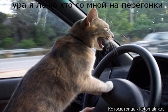 ура я лечю кто со мной на перегонки... Котоматрица: ура я лечю кто со мной на перегонки