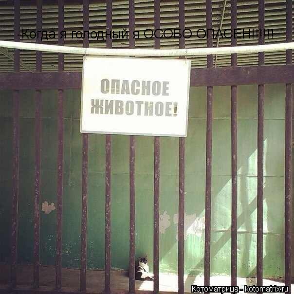 -Когда я голодный я ОСОБО ОПАСЕН!!!!!!... Котоматрица: -Когда я голодный я ОСОБО ОПАСЕН!!!!!!