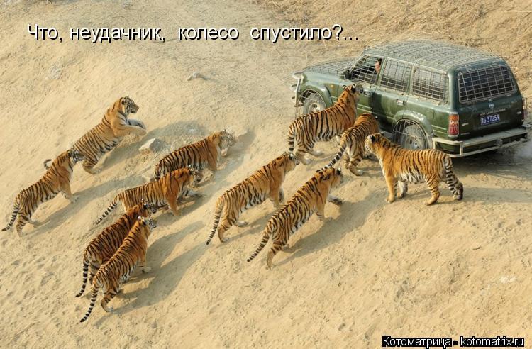 Что, неудачник, колесо спустило?...... Котоматрица: Что, неудачник, колесо спустило?...