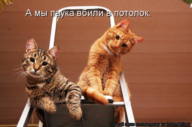 А мы паука вбили в потолок.... Котоматрица: А мы паука вбили в потолок.