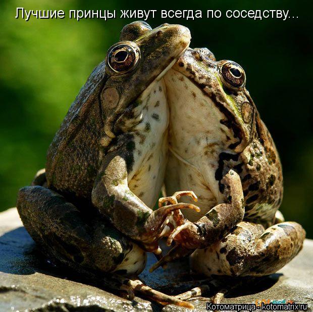 Лучшие принцы живут всегда по соседству...... Котоматрица: Лучшие принцы живут всегда по соседству...