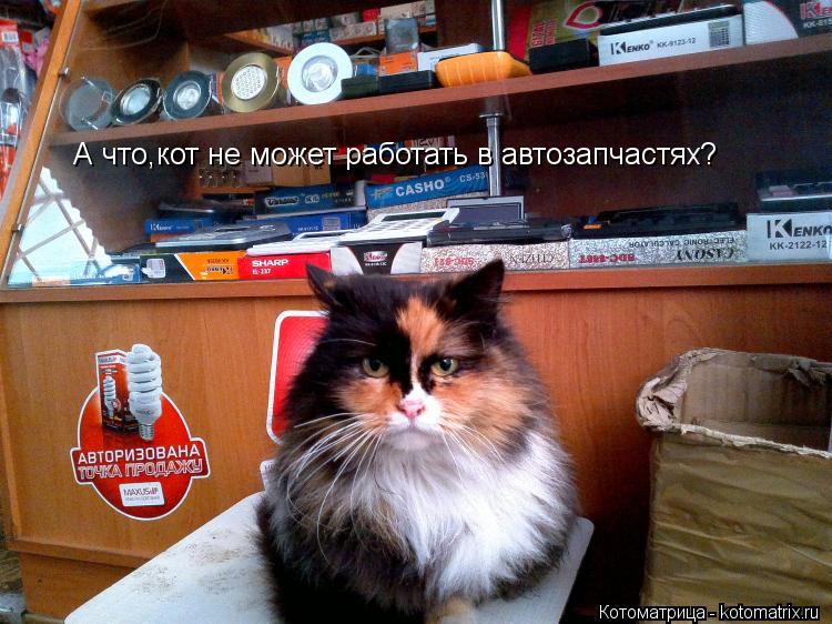 А что,кот не может работать в автозапчастях?... Котоматрица: А что,кот не может работать в автозапчастях?