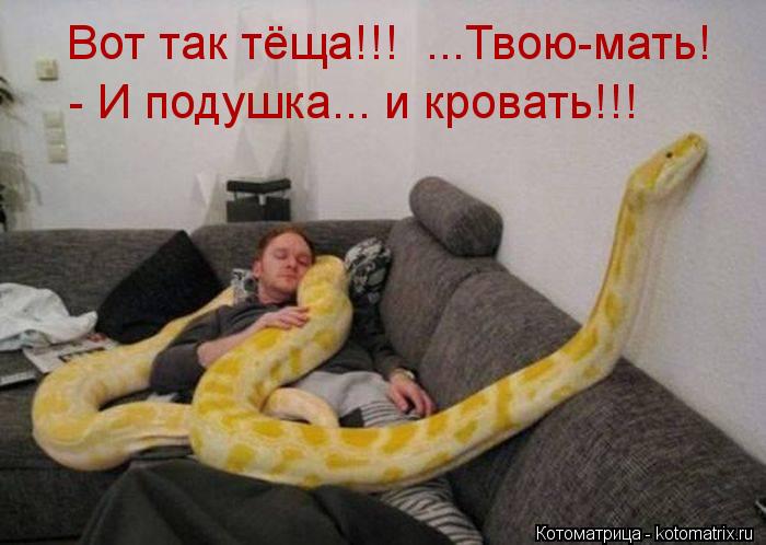 Вот так тёща!!! ...Твою-мать! - И подушка... и кровать!!!... Котоматрица: Вот так тёща!!! ...Твою-мать! - И подушка... и кровать!!!