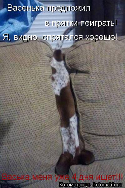Васенька предложил в прятки поиграть! Я, видно, спрятался хорошо! Васька меня уже 4 дня ищет!!!... Котоматрица: Васенька предложил в прятки поиграть! Я, видно, спрятался хорошо! Васька меня уже 4 дня ищет!!!