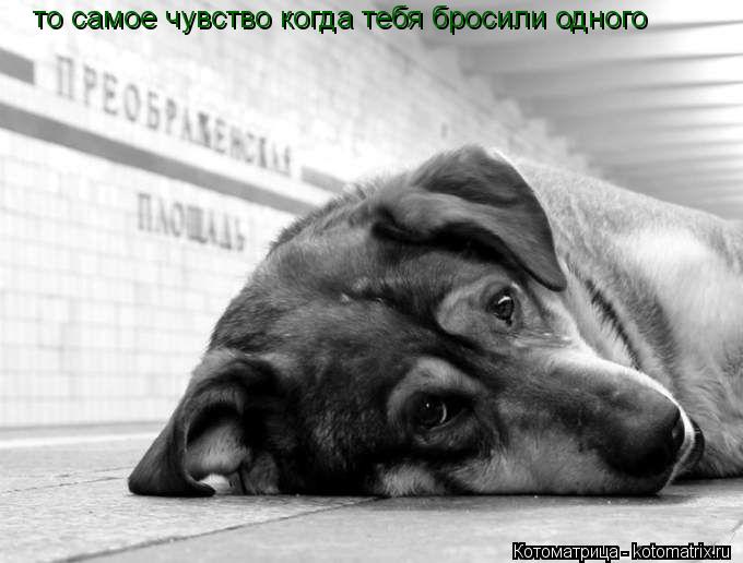 то самое чувство когда тебя бросили одного... Котоматрица: то самое чувство когда тебя бросили одного