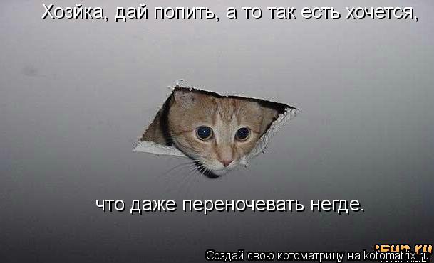 Хозйка, дай попить, а то так есть хочется, что даже переночевать негде.... Котоматрица: Хозйка, дай попить, а то так есть хочется, что даже переночевать негде.