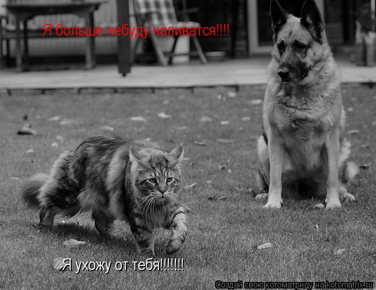 Я ухожу от тебя!!!!!!! Я больше небуду напиватся!!!!... Котоматрица: Я ухожу от тебя!!!!!!! Я больше небуду напиватся!!!!