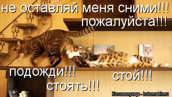 не оставляй меня сними!!! подожди!!! пожалуйста!!! стоять!!! стой!!!... Котоматрица: не оставляй меня сними!!! подожди!!! пожалуйста!!! стоять!!! стой!!!
