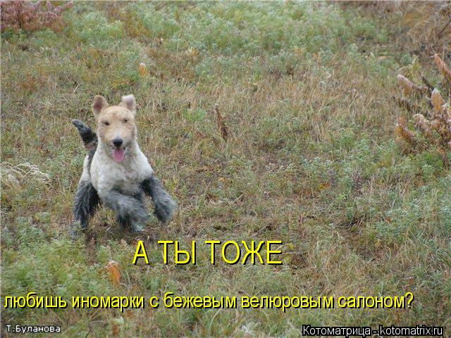 А ТЫ ТОЖЕ любишь иномарки с бежевым велюровым салоном?... Котоматрица: А ТЫ ТОЖЕ любишь иномарки с бежевым велюровым салоном?