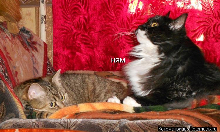 ням... Котоматрица: ням