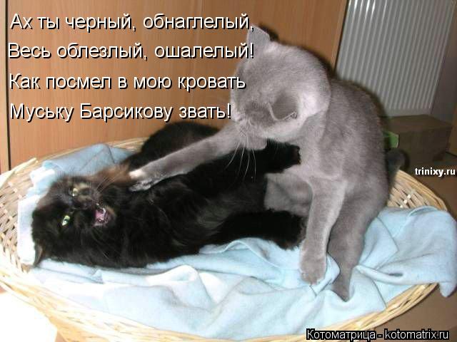 Ах ты черный, обнаглелый, Весь облезлый, ошалелый! Как посмел в мою кровать Муську Барсикову звать!... Котоматрица: Ах ты черный, обнаглелый, Весь облезлый, ошалелый! Как посмел в мою кровать Муську Барсикову звать!