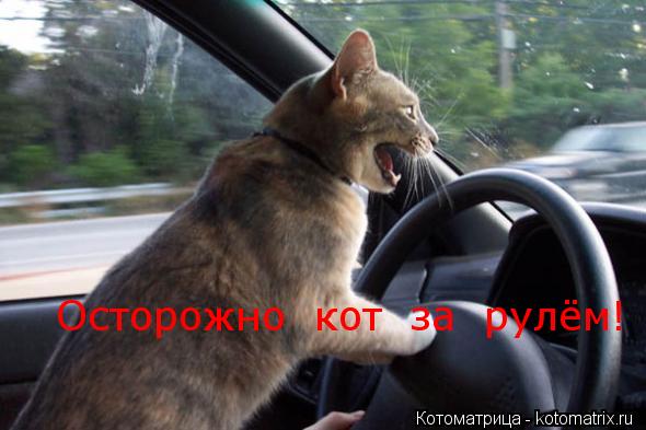 Осторожно кот за рулём!... Котоматрица: Осторожно кот за рулём!