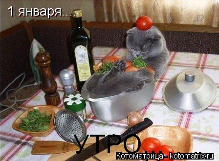 1 января.... 1 января.... УТРО...... Котоматрица: 1 января.... 1 января.... УТРО...