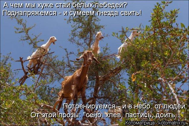 А чем мы хуже стаи белых лебедей? Поднапряжемся - и сумеем гнезда свить! Потренируемся - и в небо, от... Котоматрица: А чем мы хуже стаи белых лебедей? Поднапряжемся - и сумеем гнезда свить! Потренируемся - и в небо, от людей, От этой прозы: "сено, хлев, пастись,