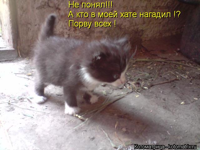 Не понял!!! А кто в моей хате нагадил !? Порву всех !... Котоматрица: Не понял!!! А кто в моей хате нагадил !? Порву всех !