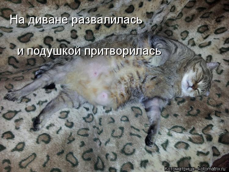 На диване развалилась и подушкой притворилась... Котоматрица: На диване развалилась и подушкой притворилась