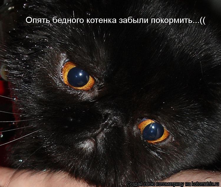 Опять бедного котенка забыли покормить...((... Котоматрица: Опять бедного котенка забыли покормить...((