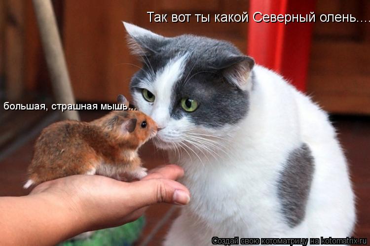 Так вот ты какой Северный олень..... большая, страшная мышь...... Котоматрица: Так вот ты какой Северный олень..... большая, страшная мышь...
