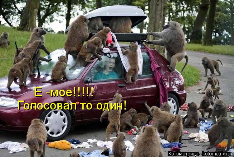 Голосовал то один! Е -мое!!!!!... Котоматрица: Голосовал то один! Е -мое!!!!!