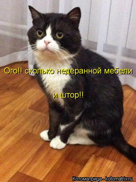 Ого!! сколько недёранной мебели и штор!!... Котоматрица: Ого!! сколько недёранной мебели и штор!!