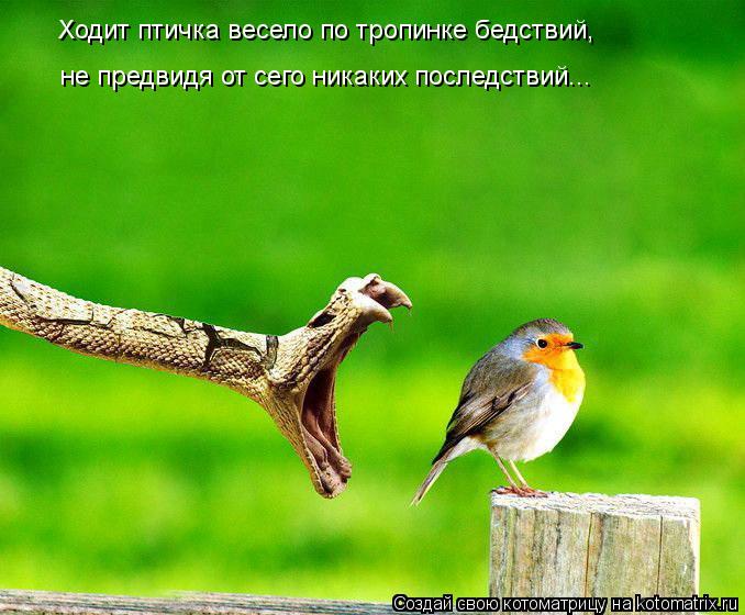 Ходит птичка весело по тропинке бедствий, не предвидя от сего никаких последствий...... Котоматрица: Ходит птичка весело по тропинке бедствий, не предвидя от сего никаких последствий...