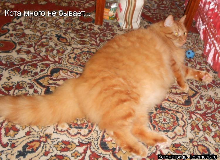 Кота много не бывает...... Котоматрица: Кота много не бывает...