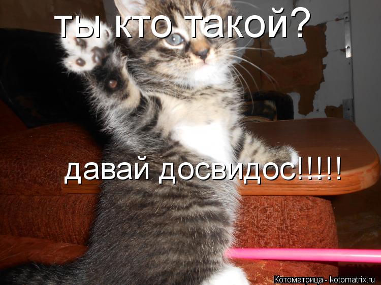 ты кто такой? давай досвидос!!!!!... Котоматрица: ты кто такой? давай досвидос!!!!!