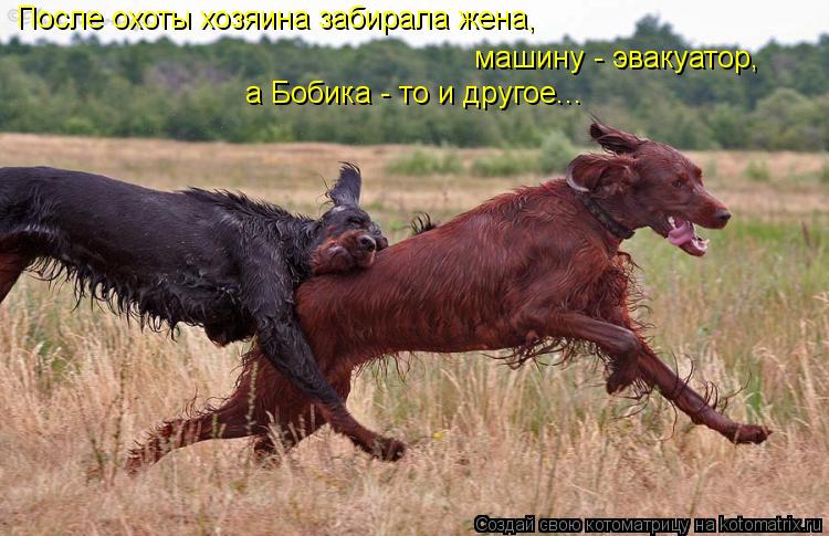 После охоты хозяина забирала жена, машину - эвакуатор, а Бобика - то и другое...... Котоматрица: После охоты хозяина забирала жена, машину - эвакуатор, а Бобика - то и другое...
