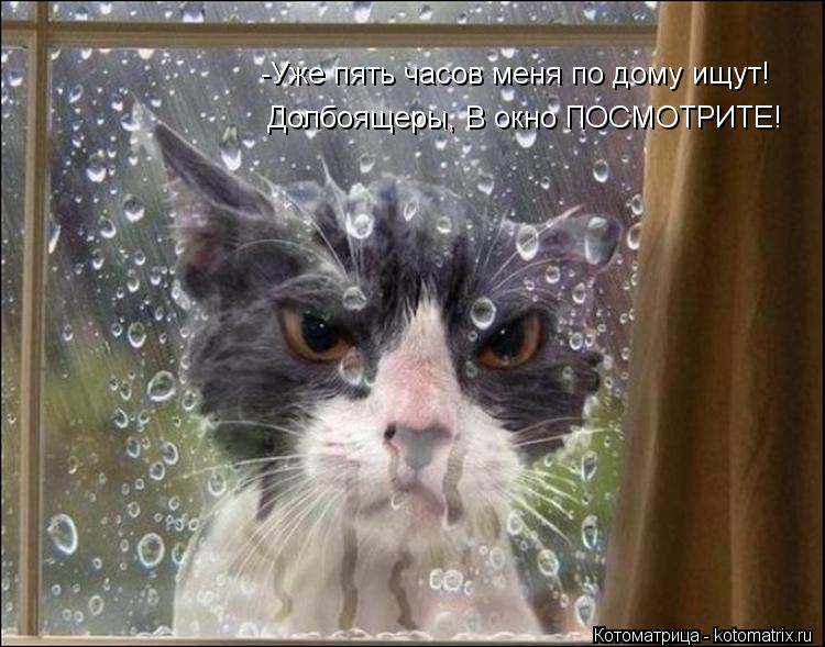 Долбоящеры, В окно ПОСМОТРИТЕ! -Уже пять часов меня по дому ищут!... Котоматрица: Долбоящеры, В окно ПОСМОТРИТЕ! -Уже пять часов меня по дому ищут!