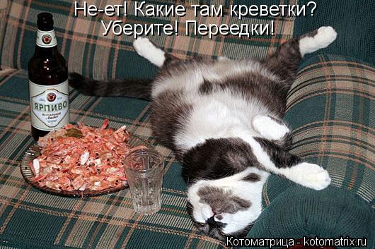 Не-ет! Какие там креветки? Уберите! Переедки!... Котоматрица: Не-ет! Какие там креветки? Уберите! Переедки!