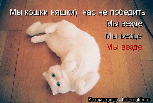 Мы кошки няшки) Мы кошки няшки) нас не победить Мы везде Мы везде Мы везде... Котоматрица: Мы кошки няшки) Мы кошки няшки) нас не победить Мы везде Мы везде Мы везде